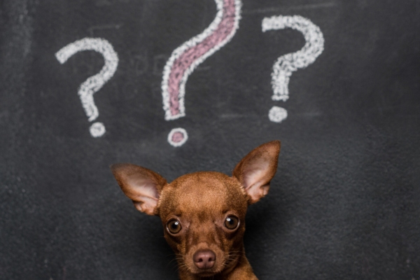 dog with question mark doodle on top of its head